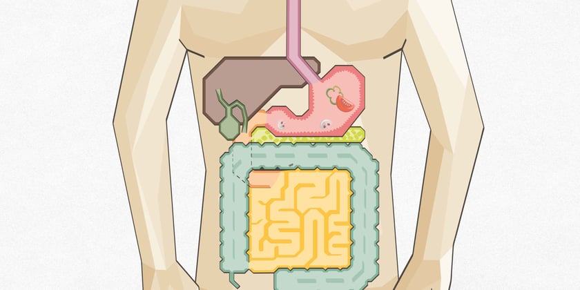 Illustration eines Bauches mit Verdauungsorganen
